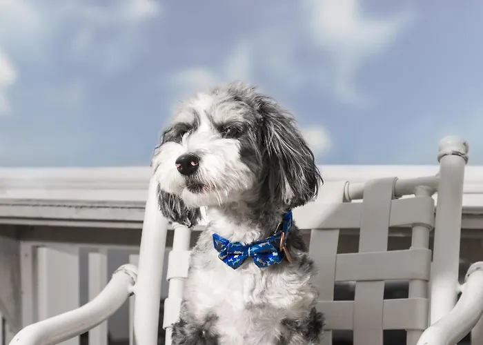 Pet friendly Ashworth By The Sea (Adults Only) Hotel Hampton